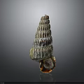 Vibrant Sea Snail Spiral Shell With Red Black White Stripes Orange Base On Dark Background
