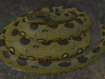 Green Anaconda Green Water Python Cold Blooded Animal model