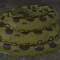 Green Anaconda Green Water Python Cold Blooded Animal 3d model