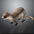 Realistic Ferret Light Brown And White Fur Standing On Dark Smooth Surface With Clear Reflection