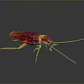 Red Cockroach with Long Antennae Shiny Exoskeleton and Detailed Closeup on Dark Background