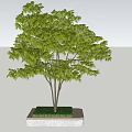 Landscape Tree Pool Street Trees 3d model