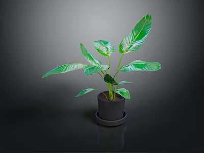 Indoor Green Plant with Large Fresh Leaves in Black Pot on Dark Background 3d model