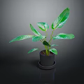 Indoor Green Plant with Large Fresh Leaves in Black Pot on Dark Background