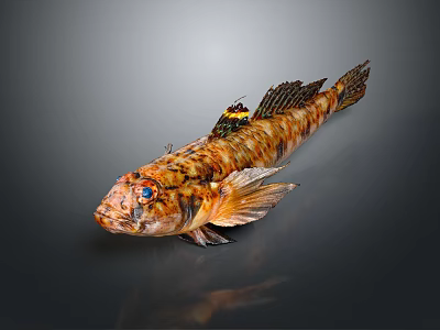 Vibrant Aquatic Fish With Orange Black Patterns Fins And Unique Eyes 3d model