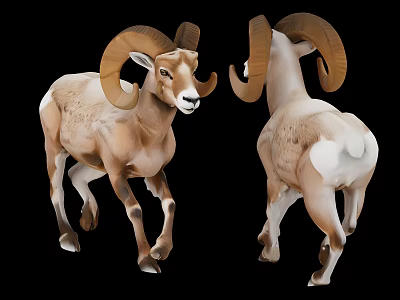 Majestic Rams With Large Curved Horns Front And Back View 3d model