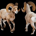 Majestic Rams With Large Curved Horns Front And Back View