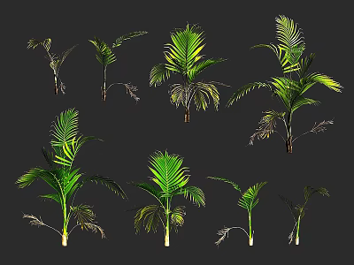 Multiple Green Palm Plants In Various Growth Forms For Indoor Decoration 3d model