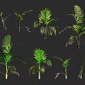 Multiple Green Palm Plants In Various Growth Forms For Indoor Decoration