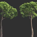 Two Leafy Trees With Lush Green Foliage And Slender Brown Trunks