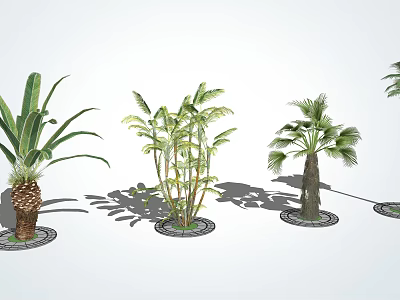 Various Arbor Trees Like Palm and Banana Arranged on White Background With Circular Bases 3d model