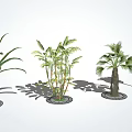 Various Arbor Trees Like Palm and Banana Arranged on White Background With Circular Bases