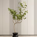 Bonsai Potted Plant With Lush Green Leaves And Modern Striped Wall Background