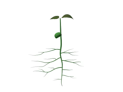 Seedling Growth with Two Leaves Attached Seed Coat and Developed Roots System 3d model