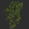 Lush Green Tree With Dense Foliage And Branchy Trunk On Dark Background