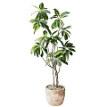 Potted Bonsai Plant With Lush Green Broad Leaves And Multiple Branches In Natural Terracotta Pot