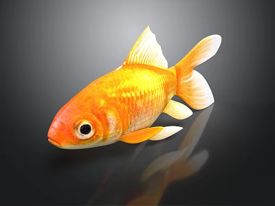 Bright Orange Goldfish With White Fins And Tail On Dark Background Surface 3d model