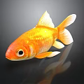 Bright Orange Goldfish With White Fins And Tail On Dark Background Surface