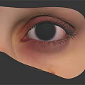 Human Eye Anatomical View With Eyelid Eyelashes And Eyeball Details