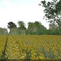 Garden Landscape Featuring Yellow Flower Field Lush Trees Bushes And Blue Sky With White Clouds