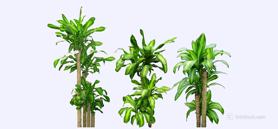 Different Types of Decorative Indoor Trees With Lush Green Leaves 3d model 