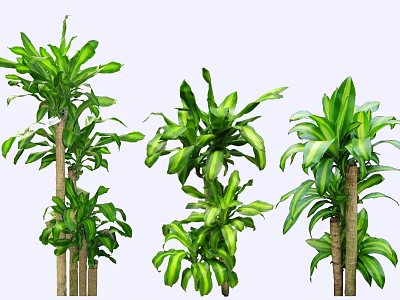 Different Types of Decorative Indoor Trees With Lush Green Leaves 3d model