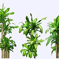 Different Types of Decorative Indoor Trees With Lush Green Leaves