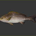 Fish Freshwater Fish Sea Fish Animal Game Animal Cartoon Animal Realistic Animal 3d model