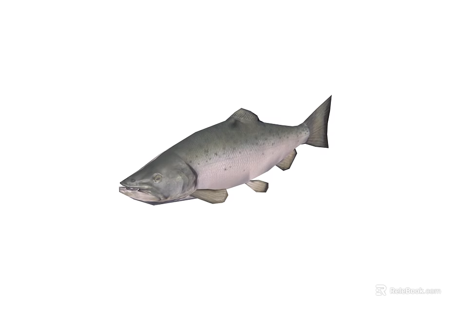 Whole Fresh Salmon Fish With Silver Scales And Natural Healthy Look 3d model 