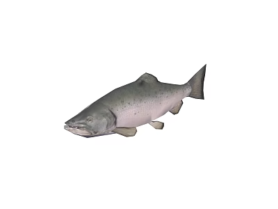 Whole Fresh Salmon Fish With Silver Scales And Natural Healthy Look 3d model