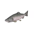 Whole Fresh Salmon Fish With Silver Scales And Natural Healthy Look