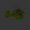 Different Types of Trees with Rocks and Moss at the Base on White Background