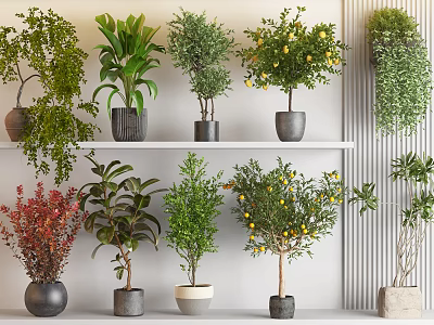 Bonsai Potted Plants on Display Shelves with Various Types Green Foliage and Decorative Pots 3d model