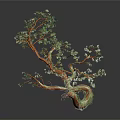 Unique Shaped Tree With Orange And Green Trunk Curved Branches Green Leaves Dark Background Reflection