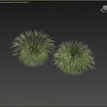 Ornamental Grasses Decorative Plant Arrangement for Outdoor Garden with Green Lawn and Black Wall