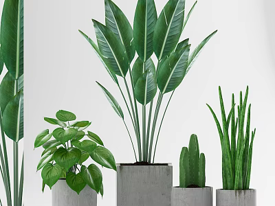 Various Green Leaf Potted Plants in Concrete Pots for Indoor Decoration 3d model