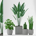 Various Green Leaf Potted Plants in Concrete Pots for Indoor Decoration