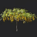 Lush Tree with Green Leaves and Yellow Hanging Flowers Against Dark Background and Person Nearby