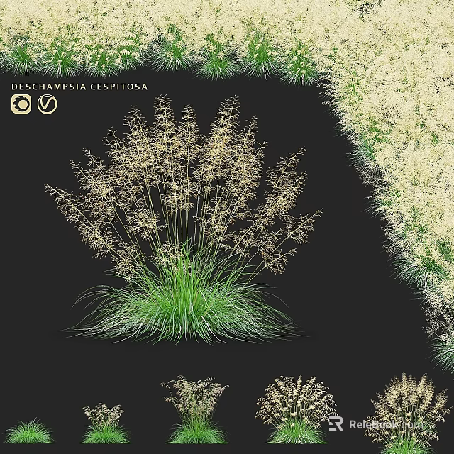 Tufted Hair Grass Garden Ornament With Feathery Plumes And Green Foliage 3d model 