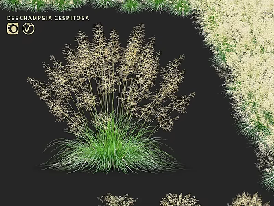 Tufted Hair Grass Garden Ornament With Feathery Plumes And Green Foliage 3d model