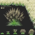 Tufted Hair Grass Garden Ornament With Feathery Plumes And Green Foliage