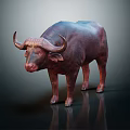 Realistic African Buffalo 3D Model With Large Horns And Shiny Floor