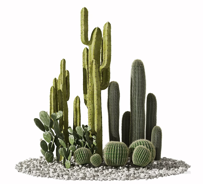 Bonsai Potted Cactus Plants with Tall Columnar and Round Globular Shapes and Small Stones 3d model 