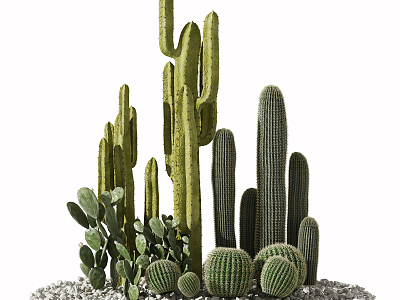 Modern Cactus Plant Heap 3d model