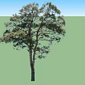 Tall Arbor Tree With Lush Green Foliage And Brown Trunk In Natural Scene