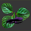 Vibrant Purple Pansy Flower With Green Leaves On Gray Background