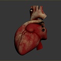 Heart Heart Human Heart Heart Anatomical Organs Human Organs Human Body 3d model