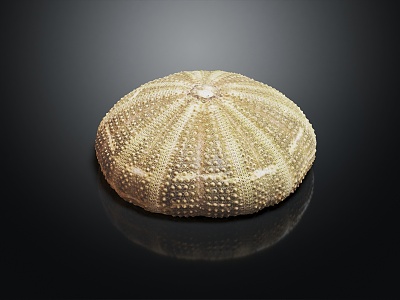 modern marine animal sea urchin shell sea urchin model