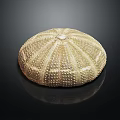 Round Sea Urchin With Spiny Exterior And Natural Texture Marine Aquatic Animal