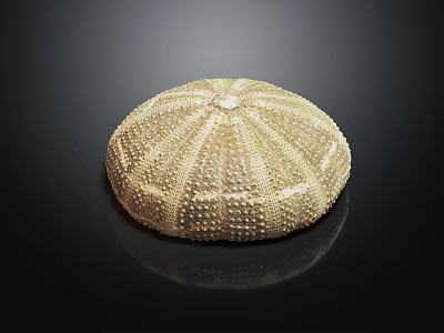 Round Sea Urchin With Spiny Exterior And Natural Texture Marine Aquatic Animal 3d model Round Sea Urchin With Spiny Exterior And Natural Texture Marine Aquatic Animal 3d model